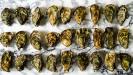 new year’s oyster chowder