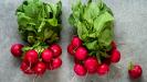 ocean-flavored roasted radishes