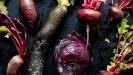 gratitude & thankfulness : winter vegetables