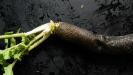 gratitude & thankfulness : winter vegetables