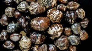 7-day candied & glazed chestnuts