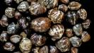 7-day candied & glazed chestnuts