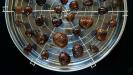 7-day candied & glazed chestnuts