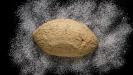 whole-wheat “toast” & sliced sandwich bread