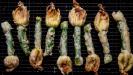stuffed & fried zucchini flowers