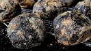 extra-black olive & anchovy bread buns
