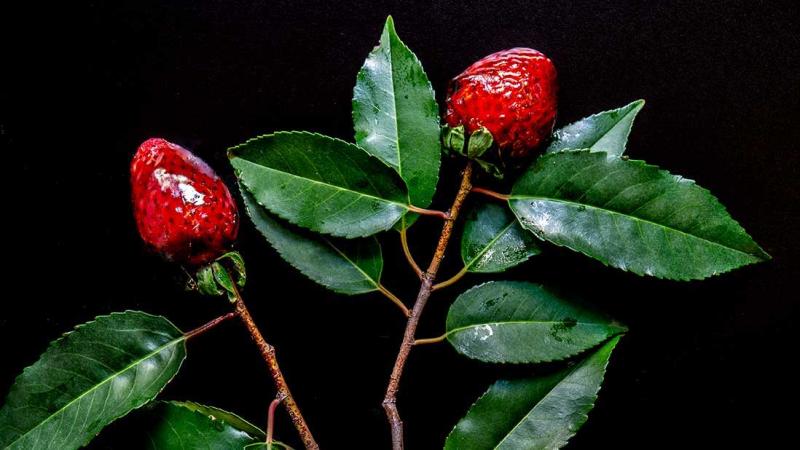 rose & pomegranate candy-coated love strawberries