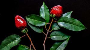 rose & pomegranate candy-coated love strawberries
