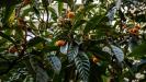 loquat fruit & cardamom sweet preserves