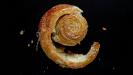 sugar & orange blossom syrup glazed puff-pastry flaky brioches