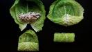 extra tart green cabbage rolls with meat & rice stuffing