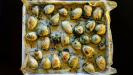 stuffed baby calamari with spinach & ricotta & fennel