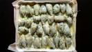 stuffed baby calamari with spinach & ricotta & fennel