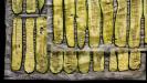 okra