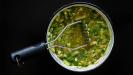 green «gazpacho» cold soup starter