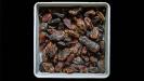 &laquo; from montreal to the mediterranean &raquo; date squares