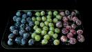 icy wine-marinated grapes