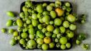 fried extra green tomatoes