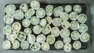 fried extra green tomatoes